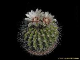 Gymnocalycium spec. n. 807 351